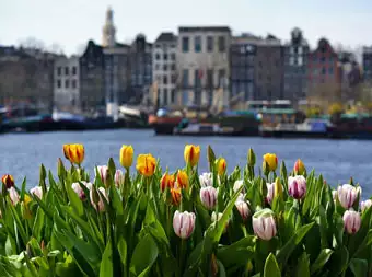 Ámsterdam: Ciudad de Tulipanes